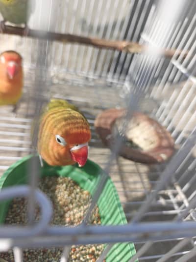 2 love birds pair& 4 burdgis pair with cage