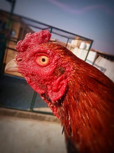 *Aseel murga high quality*