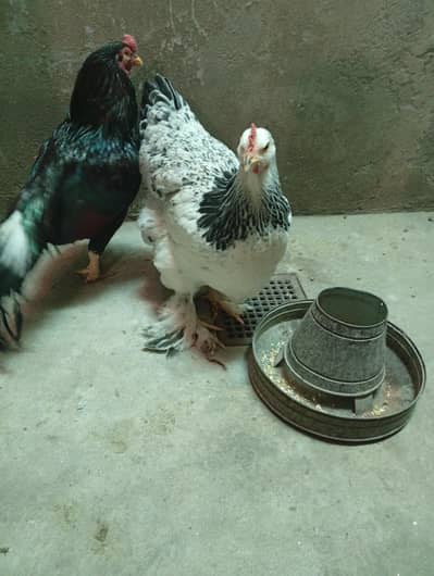 light Colombian Brahma