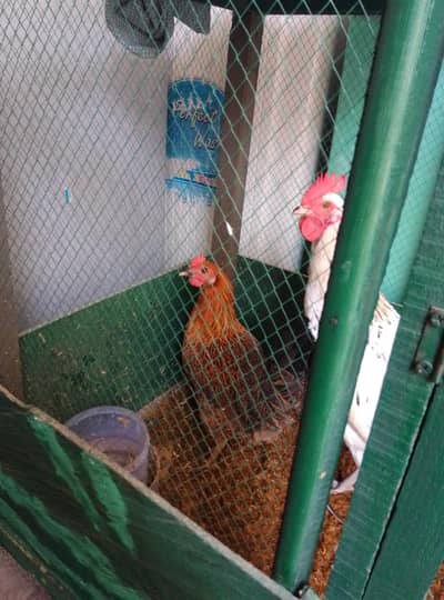 young dasi pair with pingra