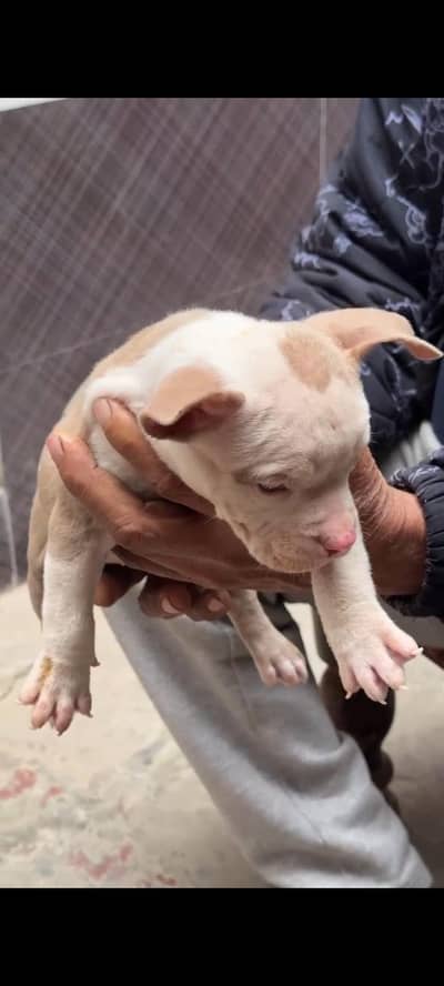 American pitbull.  full active and self feed.