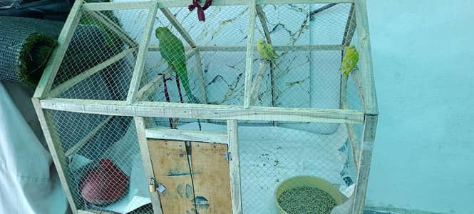 Parrot's with Cage