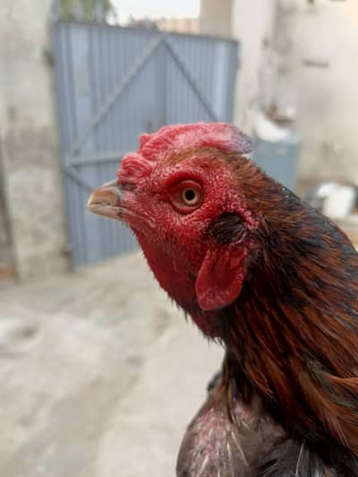 mianwali aseel lakha