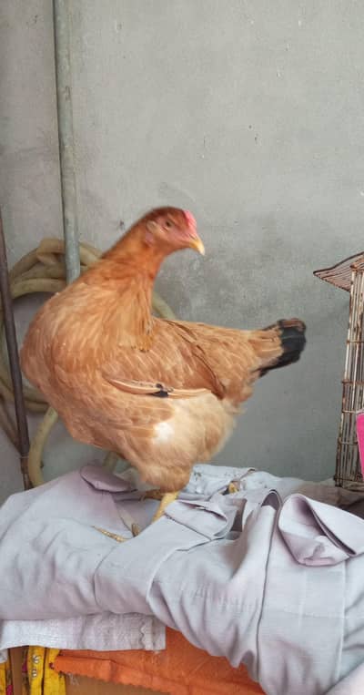 aseel or golden buff Cros pure desi hen murgi 03265847592