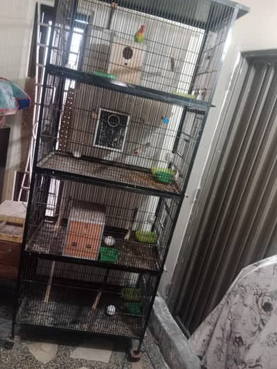 cage & Birds