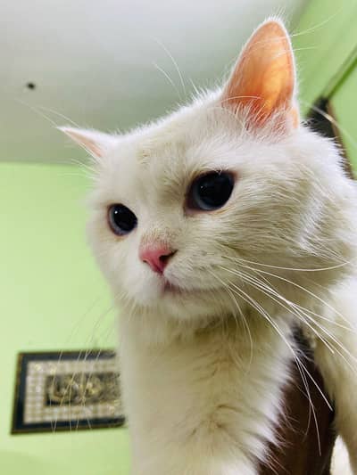 Cute Persian cate