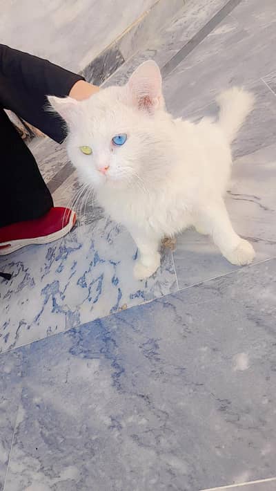 Russian cat Two coloured eyes