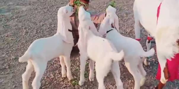 3 Bacchon Ka Sath Desi Bakri For Sale/ 03258956386