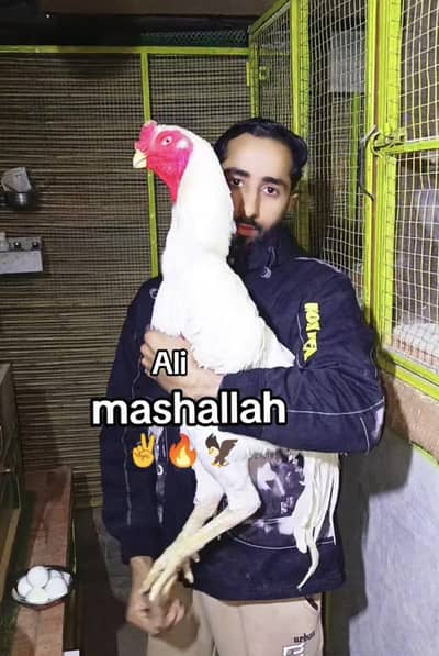 white king shamo  ke chicks 03161454590