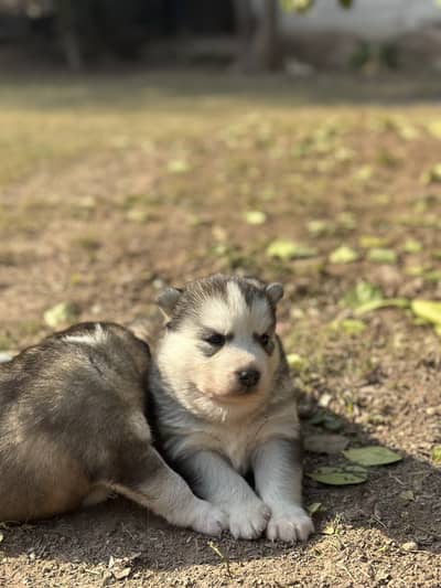 Wolf colour husky pups