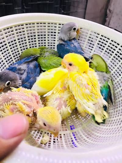 love bird chiks