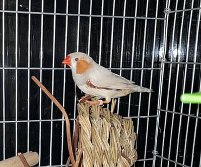 zebra finch available for sale breeder pairs