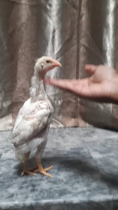2 Pure King Size Paper White Shamo Chicks| Healthy&Active| Low Price