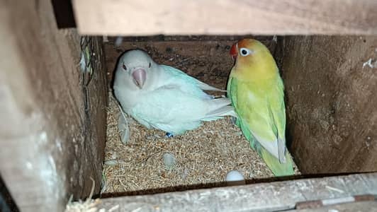 Love Bird Breeder Pair with Chicks and boxes