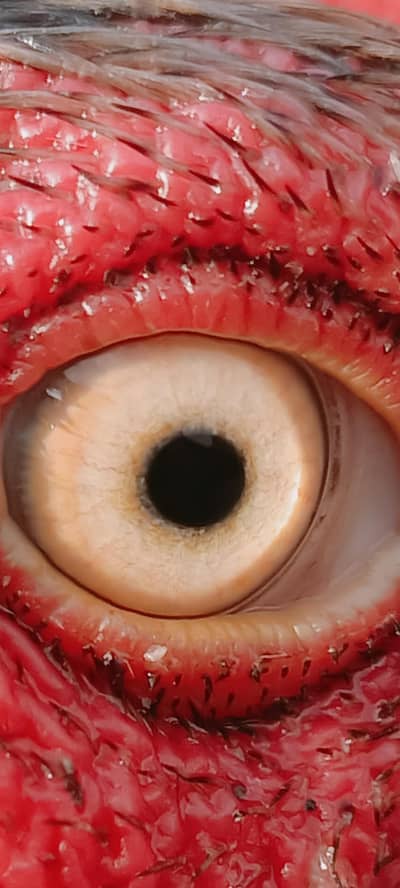 Aseel and desi murgha