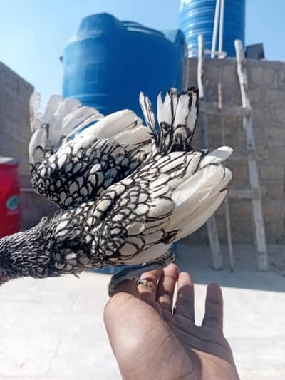 Silver Sebright Young Pair Healthy & Active (Mashallah) 