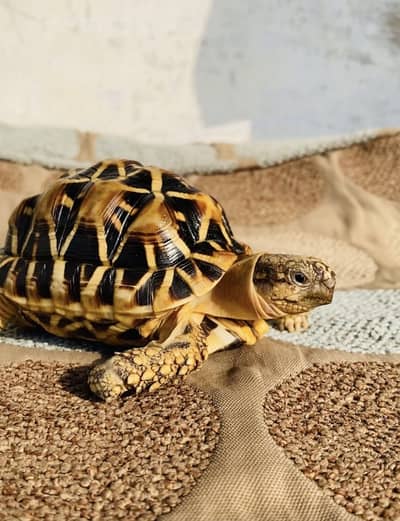 Sulcata & Star Tortoises