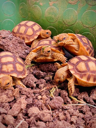 Sulcata Tortoises