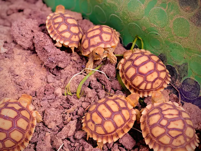 Sulcata Tortoises — photo 2