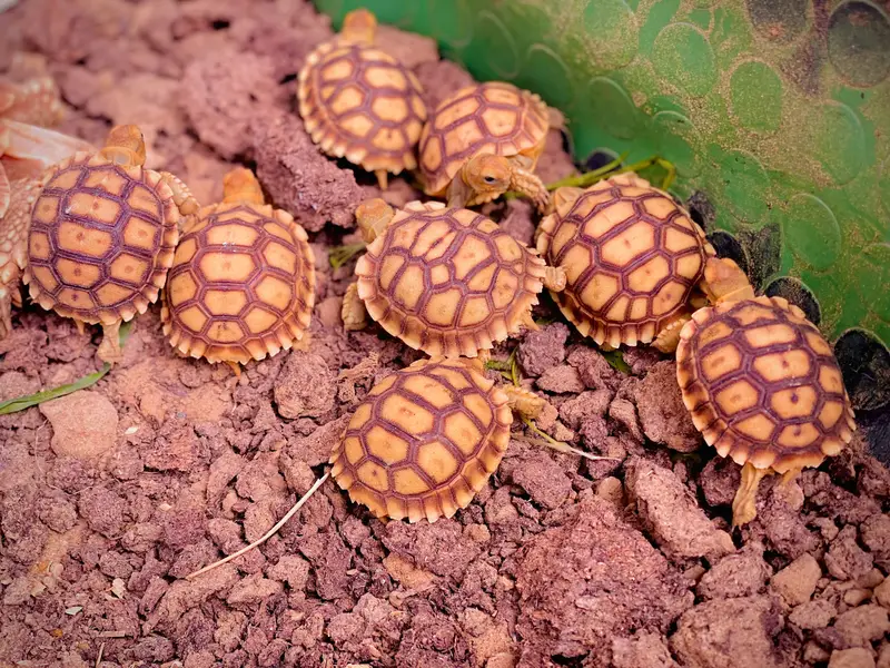 Sulcata Tortoises — photo 3