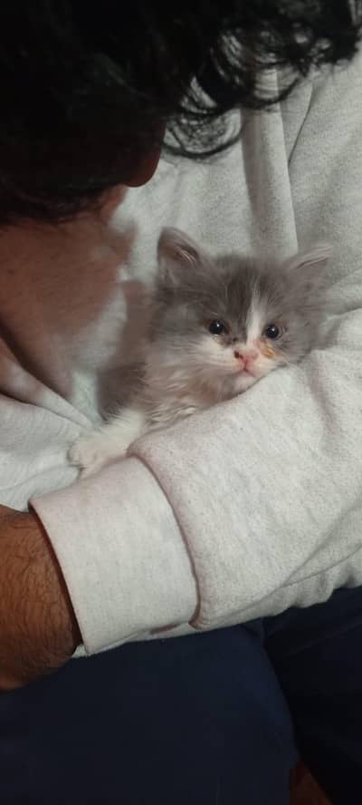 Persian kitten