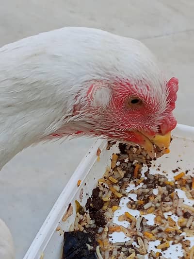 afghani اصیل  for sale