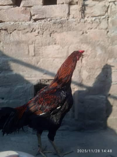 Taqatwar Desi Murgha | Desi Aseel Rooster Look