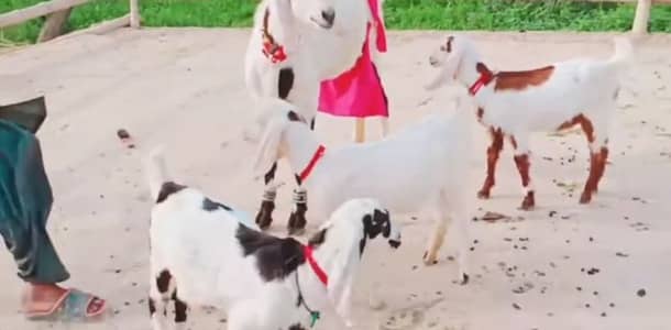 3 Bacchon Ka Sath Desi Bakri For Sale / +03258956386