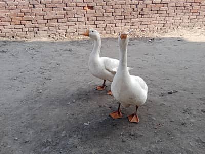 White Duck Pair for sale ready for egg lying,