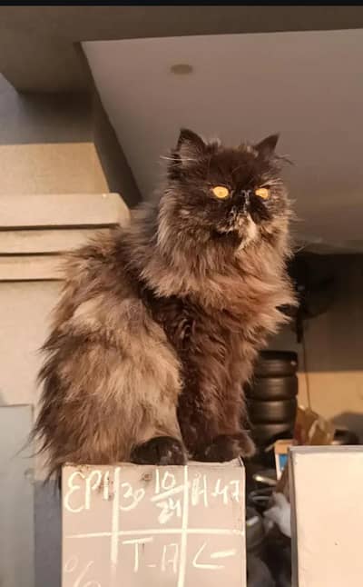 Near Heat peke peki piki female breeder Persian cat