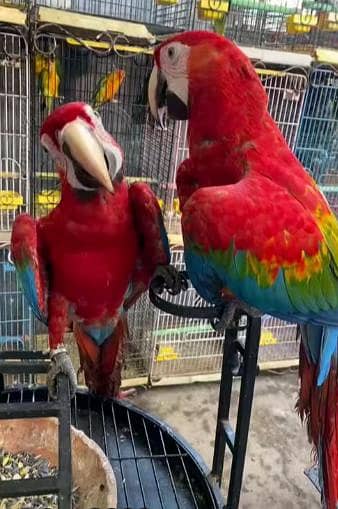 Macaw parrot pair