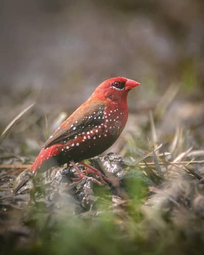 staubeery Finch babies available for sale in lahore