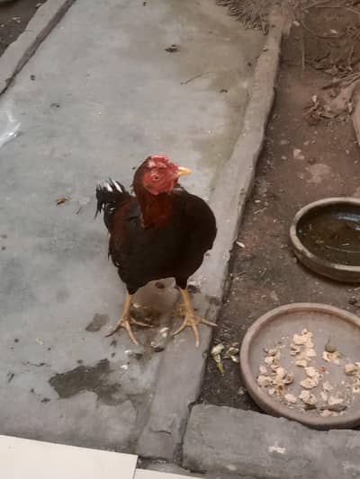 good quality mianwali exchange bhi ho sakta hai murga ke sath