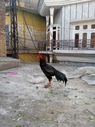 jawa murgha , 03125544226 price final hai