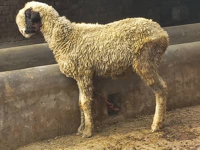 mashallah healthy and active  Mundri sheep