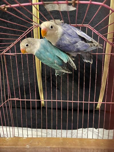 lovebirds /opline/fisher/palefellow/ albino/voliet parblue opline