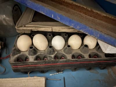 Aseel and Astrolop chicks