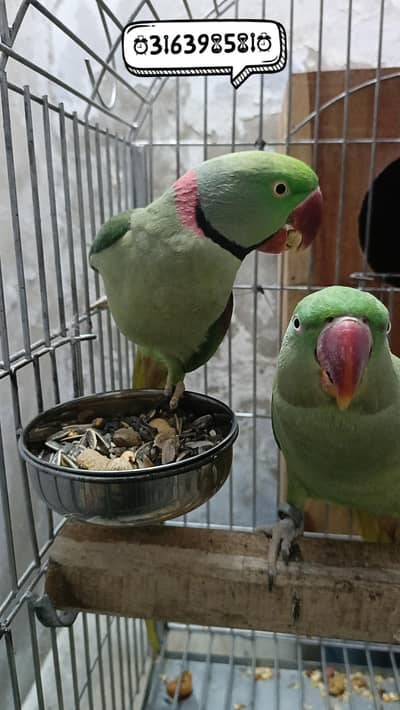 Pahari Breeder Pair + Complete Setup for Sell
