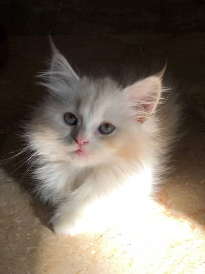 kitten cat available for sale