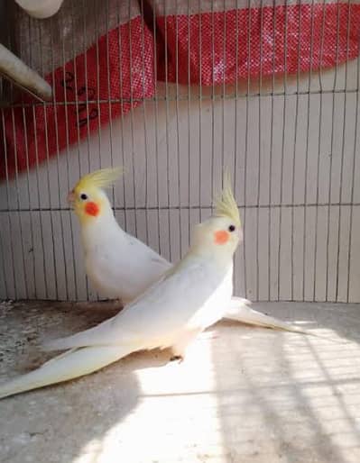 cocktail breeder pair with history