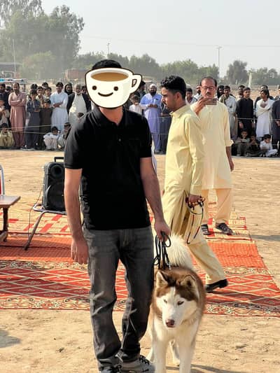 Siberian husky wooly coat heavy bone breeder male