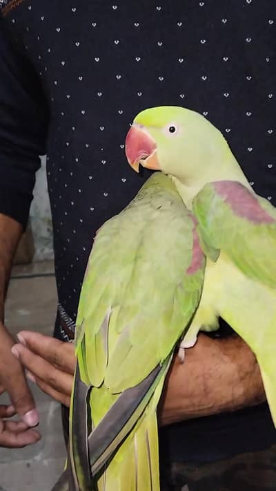 Raw 2 breeder hand tamed females