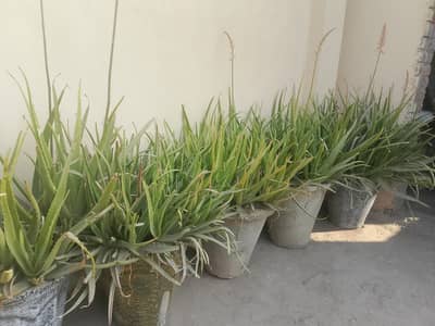 Alo Vera Full of Alo with Concrete Gamla