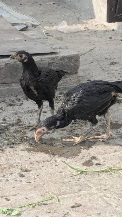 Aseel Thai cross for sale