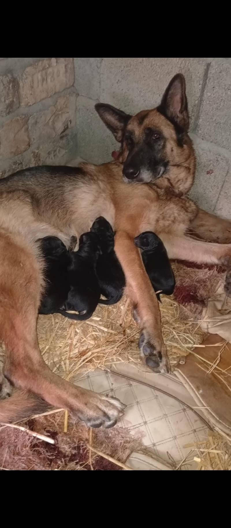 Staf code feemall 11