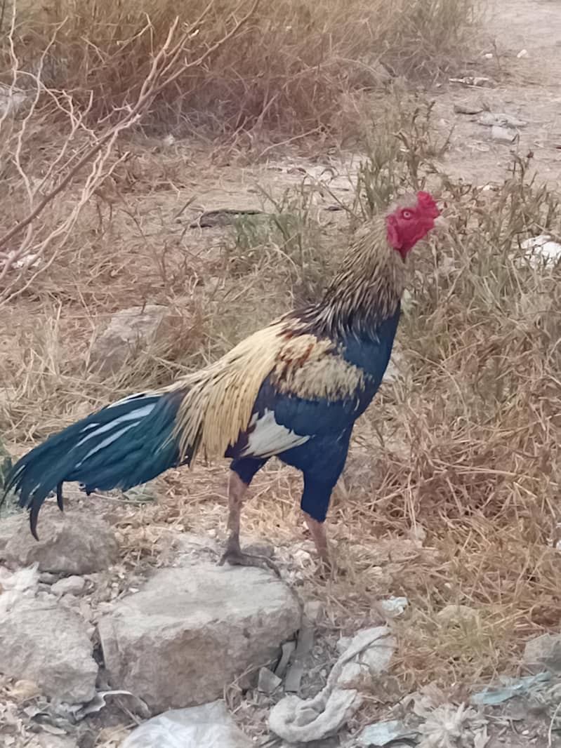 assel morgha Sindhi Java 0