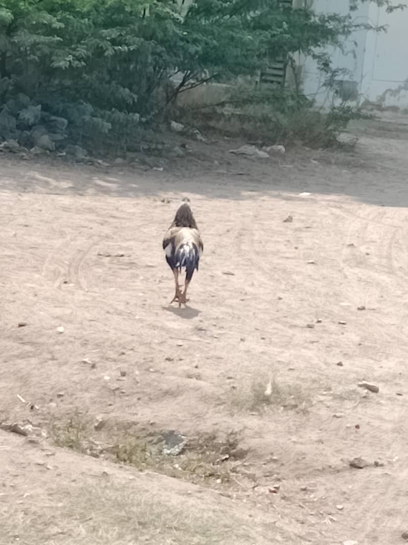 assel morgha Sindhi Java 1