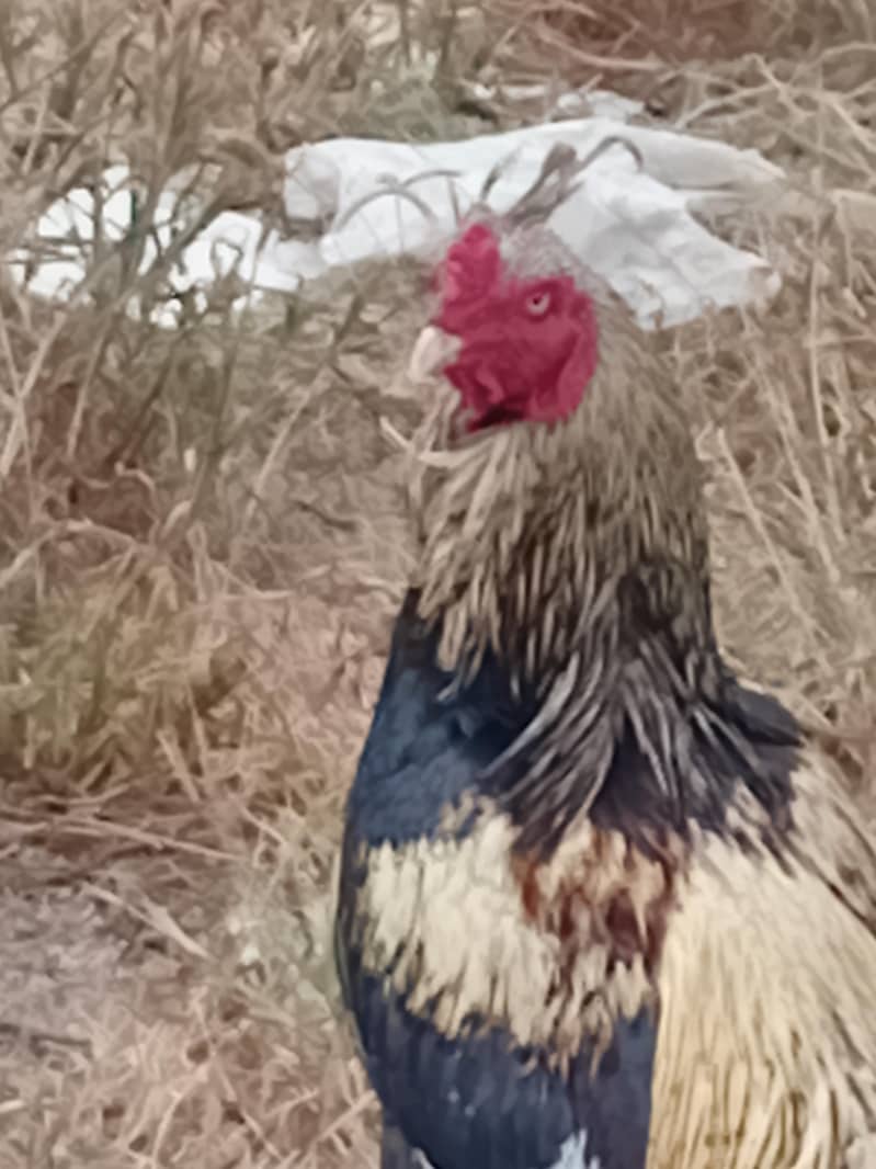 assel morgha Sindhi Java 2