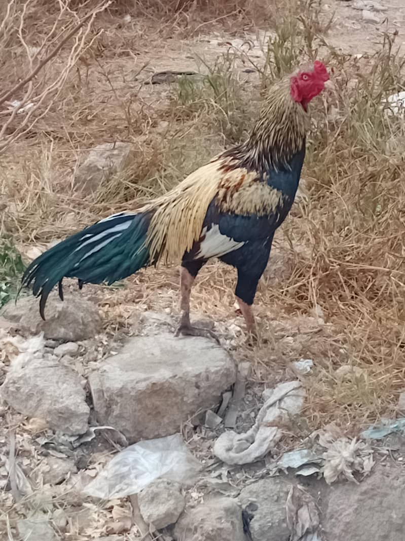 assel morgha Sindhi Java 3