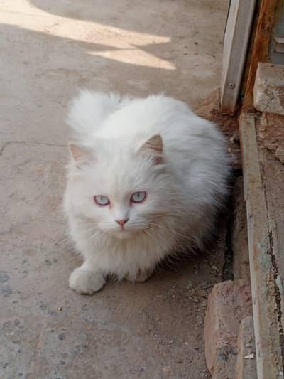 Punch face, persian, bluish eyes